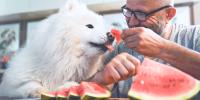 Owner feeding fluffy, white, dog watermelon