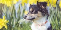 black and white dog sitting amongst daffodils