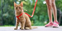 Gato con una correa roja sentado pacientemente a los pies de su dueño