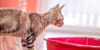 Cat stares into open litter box