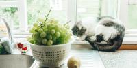 gray and white cat laying on window sill next to bowl of green grapes