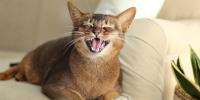 brown cat laying on couch smiling and showing its teeth