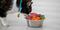 gato blanco y negro comiendo carne, pepino y zanahorias en un tazón para gatos