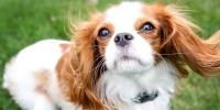 un cavalier king charles spaniel de color marrón y blanco
