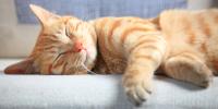 yellow striped cat sleeping on couch