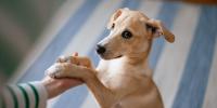 owner holding paws of sitting dog