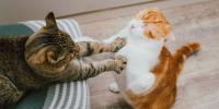 striped cand and orange cat fighting