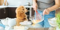 owner making pancakes while poodle looks on