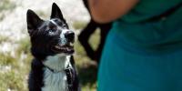 owner training black and white dog