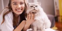 owner petting grey persian cat