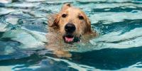 golden retriever en una piscina