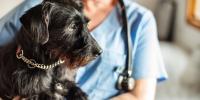 corticoides para perros