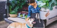 dueño acariciando a un labrador amarillo y descargando plantas de la camioneta