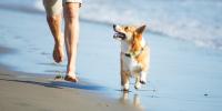 perro y dueño corriendo en la playa