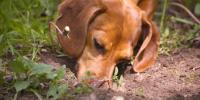 Dog sniffing in dirt
