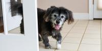 Old dog pacing