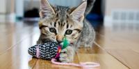 Kitten chewing on a cat toy