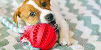 Cachorro masticando un juguete para perros