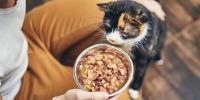 A cat being offered soft cat food for senior cats