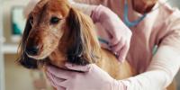 dachshund being examined by vet for Cushing’s disease in senior dogs