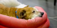 A senior dog resting his head on his dog bed
