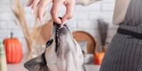 Owner feeding their dog a piece of turkey