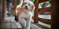 scruffy dog walking on deck