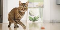 Cat indoors walking in front of window