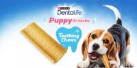 Dentalife puppy teething dental chews dog treats