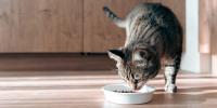gray cat eating from whit cat food bowl