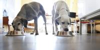 Two dogs each eating from dog bowls