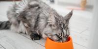 Cat eating from orange food dish