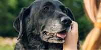 person petting a black dog