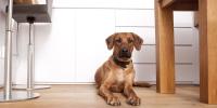 tan colored puppy sitting on floor