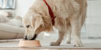 Senior dog eating from dog dish inside
