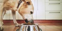 Dog eating from a silver dog dish
