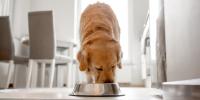 Adult dog eating from food dish