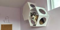 cat inside cat shelf