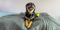 dog smiling on bed