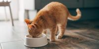 orange cat eating from white food bowl