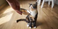tortoise shell cat being given cat food in a silver bowl