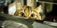 cat peeking over edge of table