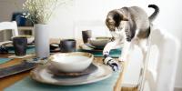 cat looking at items on table