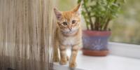 Orange cat on patio