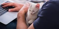 white cat sitting on person's lap