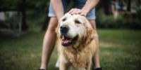 person petting golden retriever in grassy field