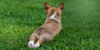 Corgi splooting in grass