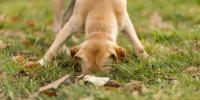 yellow dog burying something in the ground
