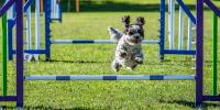 black and white dog jumping over hurdles