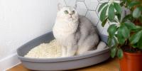 white cat sitting in a litter box